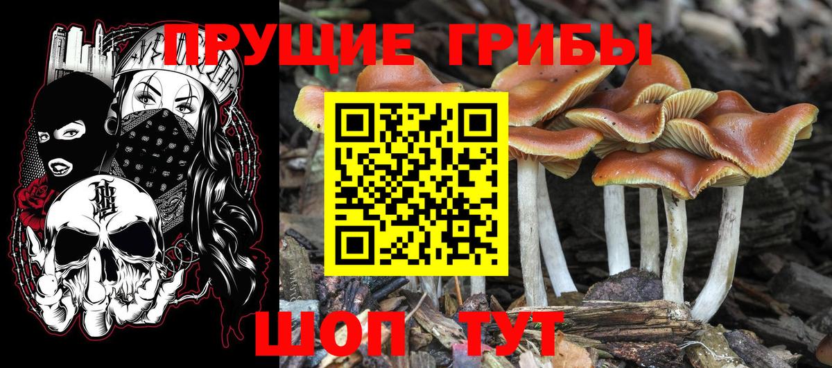 Псилоцибиновые грибы прущие грибы  Галлюциногенные грибы Cubensis  Вход с VPN  Семёнов 